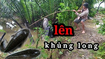 Câu cá lóc bằng vịt đầu mùa mưa những ô huyền thoại