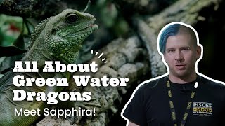 Green Water Dragons (The Friendliest Lizard!) | Pisces Pets
