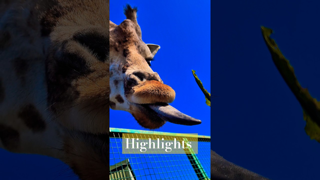 Latest Title & Thumbnail