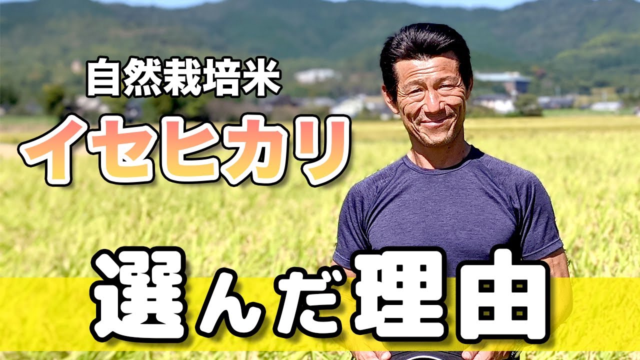 自然栽培米イセヒカリ・ササニシキ玄米|福岡県朝倉市の松本一宏の無