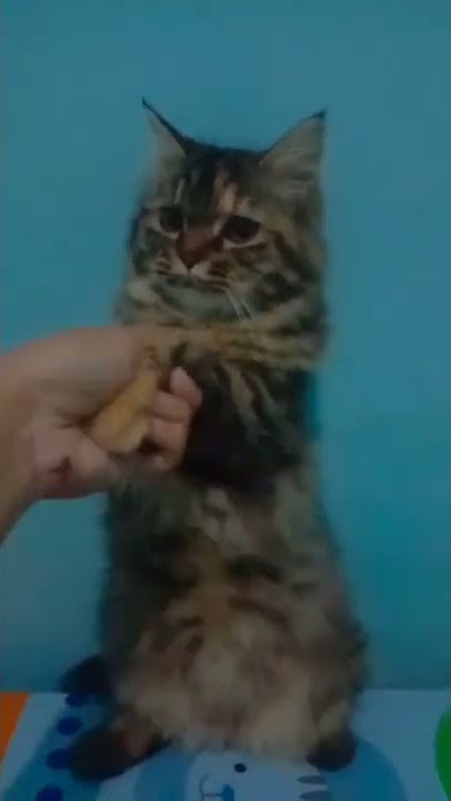 #menimisu #tiktok #fyp #tiktoktrend #cat #kucing