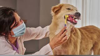 Why dogs love bones?