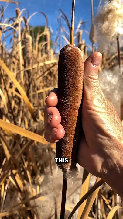 Never Eat This Hotdog! #shorts #youtubeshorts #viralshorts #facts #amazingfacts