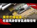 東京也爆鼠害! 老鼠現身大都會.通報數倍增｜#寰宇新聞@globalnewstw