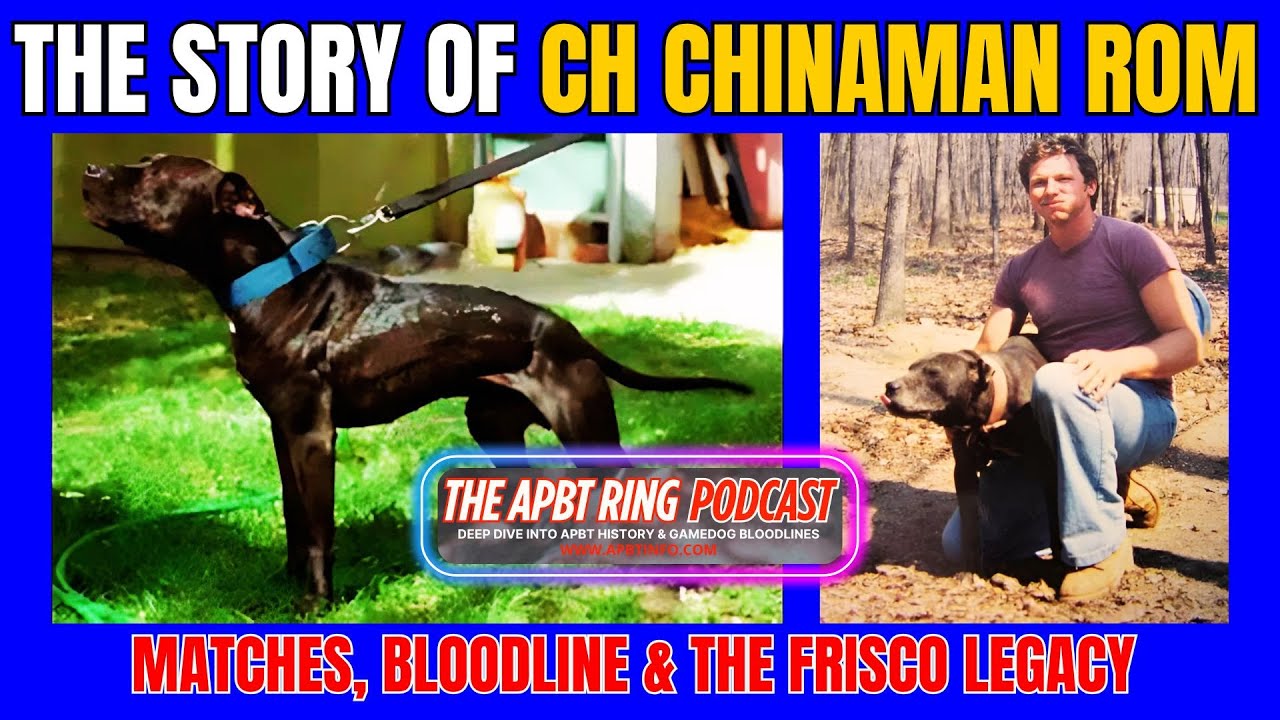 The Story of CH "CHINAMAN" ROM 🏆 PitBull History & Gamedog Legend