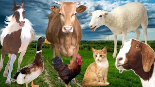 Farm Animals Sounds:Cat,Cow, Duck, Rooster, Horse, Goat, Sheep - Animal scene by Animal Moments  1,722 views 3 months ago 5 minutes, 17 seconds