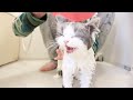お風呂で命乞いする子猫がかわいい