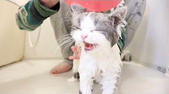 猫 お風呂 かわいい猫のお風呂動画まとめ Youtube