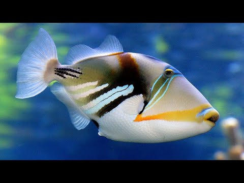 Video: Kas picasso triggerfish on agressiivne?