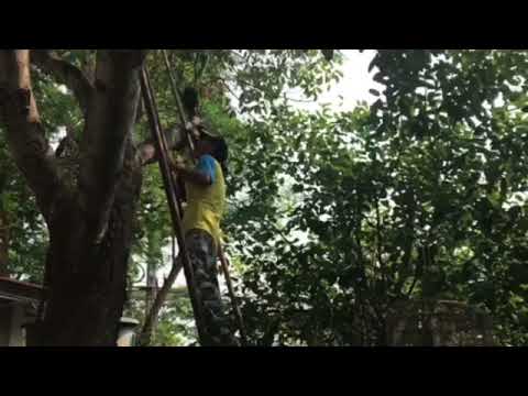 Brother  Makes Brief Attempt To Harvest Jackfruit   Daily Life In Northern Thailand