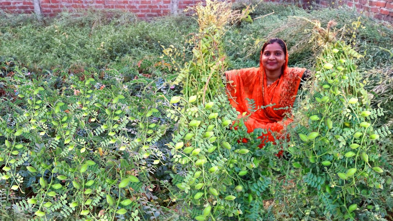 हरे 🌿चने का ऐसा स्वादिस्ट निमोना जो एक बार बनाकर खालोगे तो आपको दादी नानी के समय का बचपन याद आजायेगा