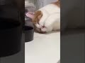 Cat drinks water using his hands 😆 #cat #cats #catvideos