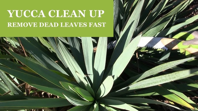 Yucca Pruning Guide Remove Dead Leaves 2024