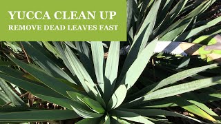 Yucca Pruning - How To Remove Dead Leaves from a Yucca Plant