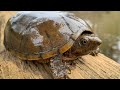 Day and Night Searching the River for Turtles and Reptiles!!