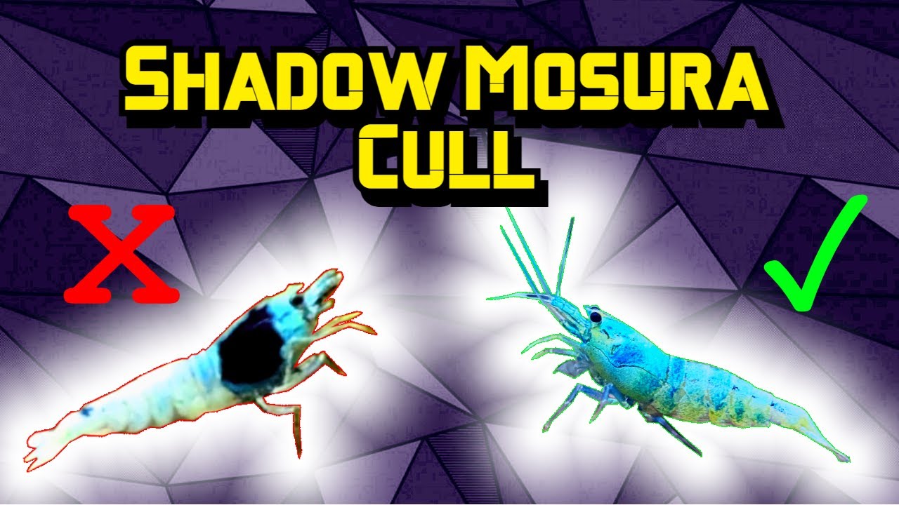 Culling Shadow Mosura Traits in My Blue Bolt Tank