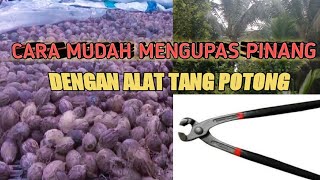 CARA MUDAH MENGUPAS PINANG DENGAN ALAT TANG Potong