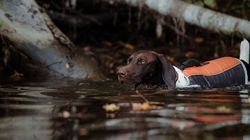 5 Essential Tips for German Wirehaired Pointer Rescues
