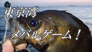 東京湾 陸っぱり メバルゲーム 19 04 06 Youtube