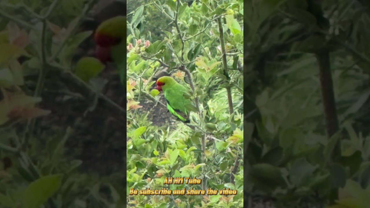 ዘውዲቱ አስቻለው #በልጅግየውናና #Zewuditu AschalewuBeljigyewunana#Ethiopian Traditional Music 