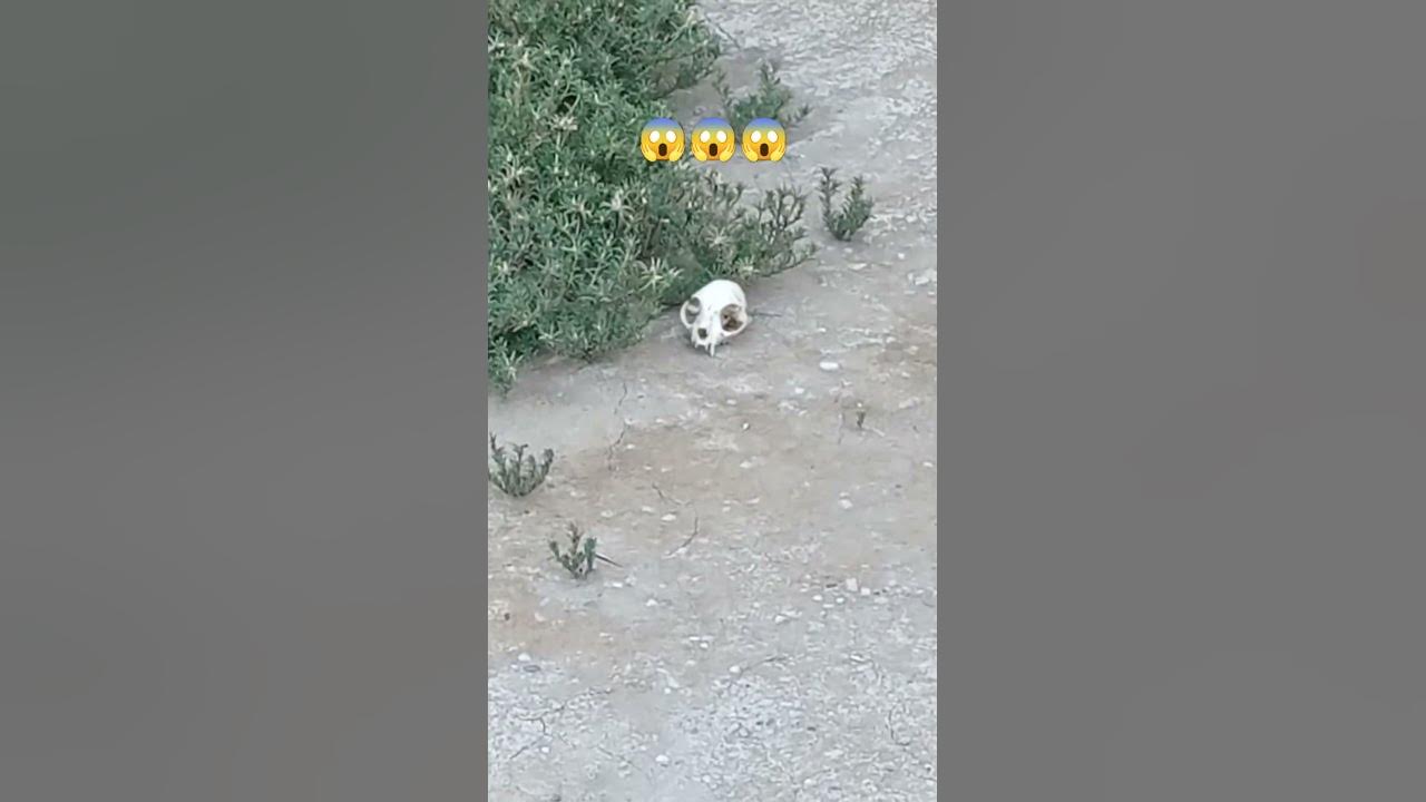 увидел настоящий череп...😱😱😱 - YouTube