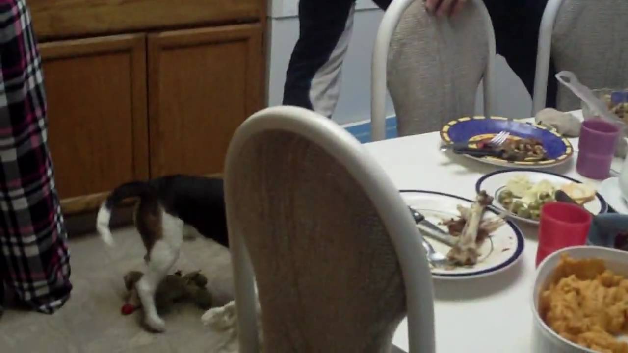 you kick my dog prank call you kick my dog prank call
