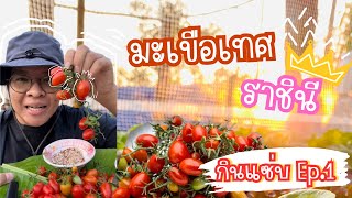 กินแซ่บ Ep.1 กินมะเขือเทศราชินี