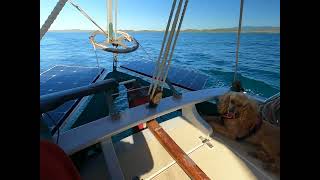 Jack the sailing dog on S V Angelsea Bristol Channel Cutter