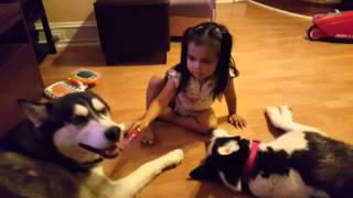 Baby Plays Doctor to Two Siberian Huskies.