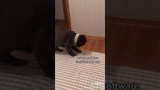 wrong software installed: dog exe