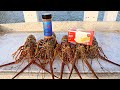 Catching Lobster by Hand and Grilling &#39;Em with Butter!