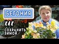 Как сохранить БЕГОНИЮ зимой?! Мой личный опыт. Когда сеять семена бегонии? Обзор сортов