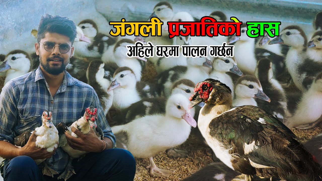 पहिले जंगली प्रजातिको हास अहिले घरमा पालन - Muscovy Duck farm - 📞9844294777  Duck farming new video