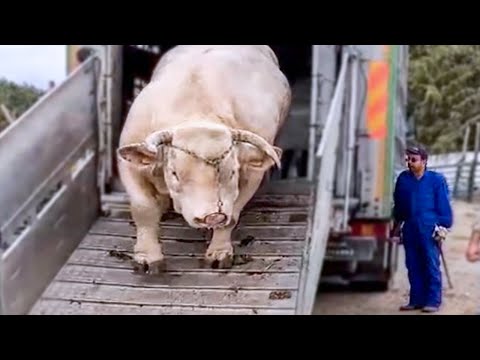 15 Abnormally Large Bulls That Actually Exist