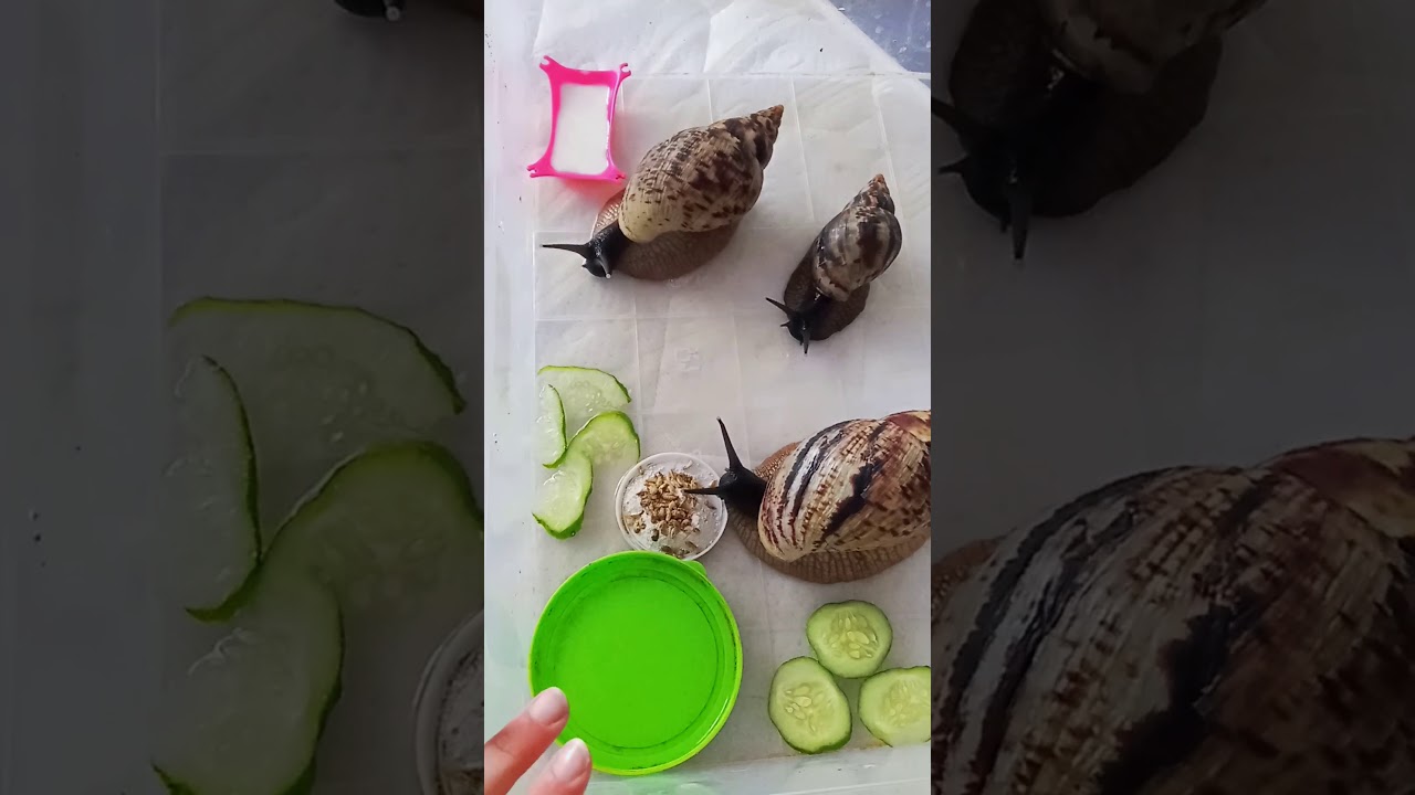 чем кормить улитку чтобы она быстрей росла