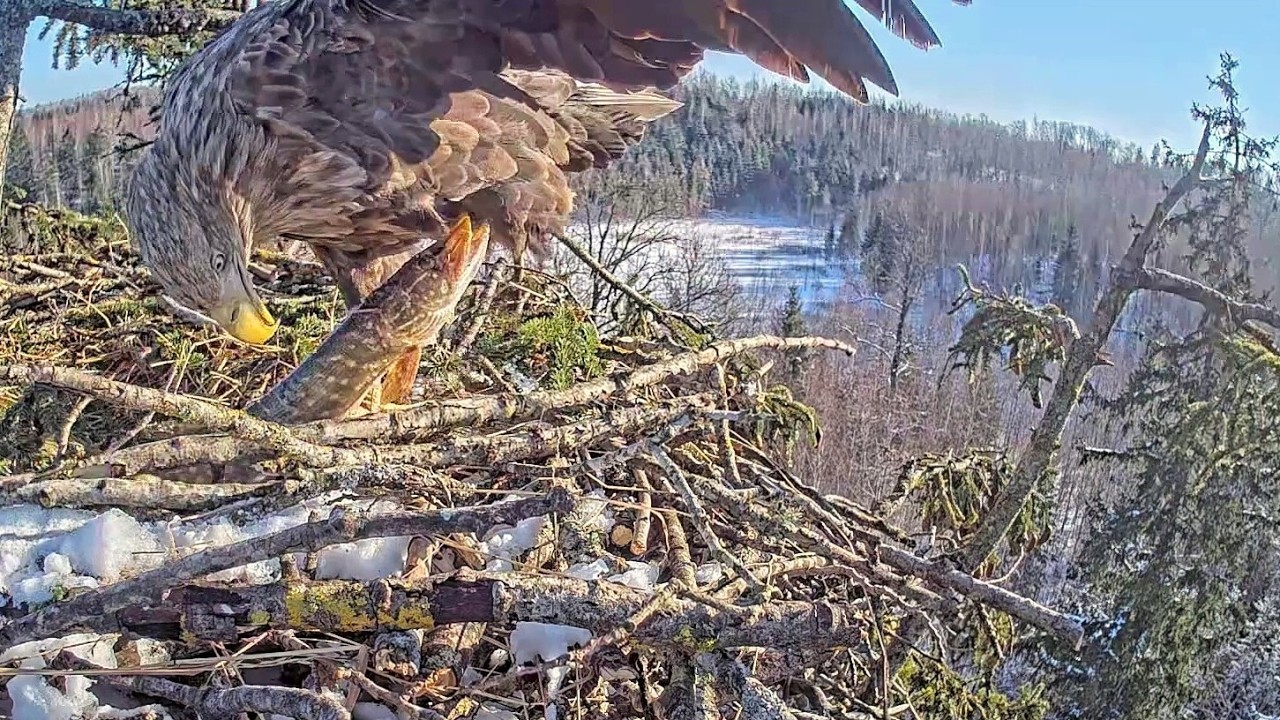 Jūras ērgļis~Still alive Pike snaps at Zorro 😯It's a predatory fish~2:54 PM 2026/02/25