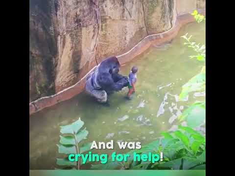 4 YEARS OLD BOY FELL INTO THE GORILLA CAGE!!!