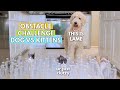 OBSTACLE COURSE CHALLENGE: DOG VS KITTENS *AND CATS TOO*