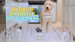 OBSTACLE COURSE CHALLENGE: DOG VS KITTENS *AND CATS TOO*