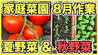 【家庭菜園】8月にやることは夏野菜の片付けと秋野菜の種まき【残暑と台風に注意】