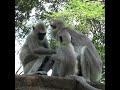 Grey langur monkey family | 灰色のラングール猿の家族 | عائلة قرد لانجور الرمادية | Monkey | Wildlife #shorts