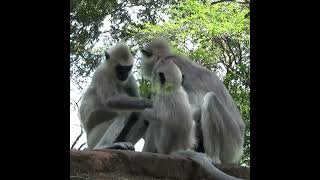 Grey Langur Monkey Family | 灰色のラングール猿の家族 | عائلة قرد لانجور الرمادية | Monkey | Wildlife #Shorts