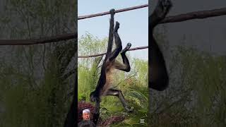 The Most Social Monkey🐒🧠? Watch This Spider Monkey in Action! #animaltracking
