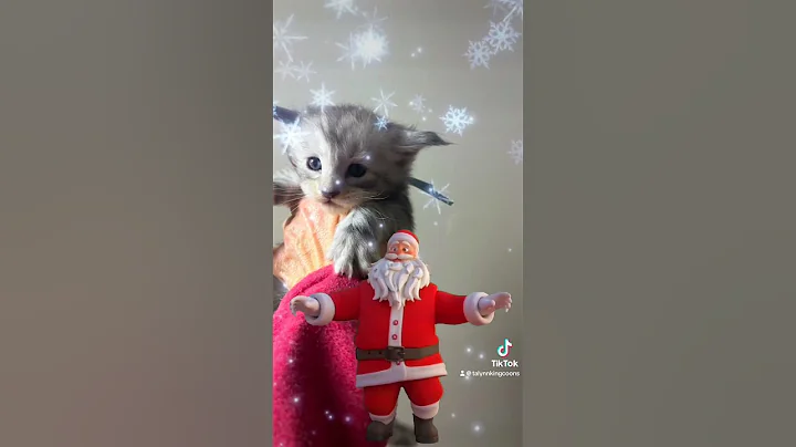 Video 6479391: silver maine coon boy, maine coon black silver, maine coon meets, adorable maine coon, feline, kitten