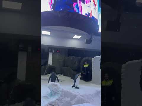 Snowfall in Dubai -4C Temperature #dubai #dubailife #muhammadwaqaskhan