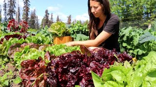 Canning, Cooking and Harvesting | A Day at the Cabin