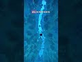 Play as a Flying Raven Saving Lost Souls