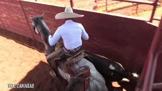 COLECOLEADERO COMPETENCIA LIENZO CHARRO 4 ASES EN RENO OK 6/12/2021