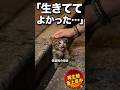 2日間の下水路から生還、子猫の命を繋いだ小さな鳴き声 #野良猫の現実 #猫の親子