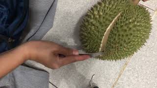 Khui Trái Sầu Riêng Chuồng Bò chín cây / Open a ripe durian fruit